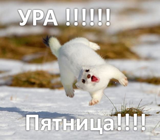 Ура, пятница: прикольные картинки