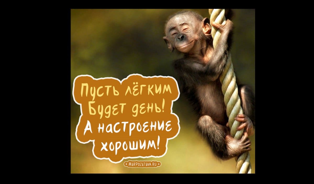 Хорошего дня и отличного настроения – картинки с пожеланиями
