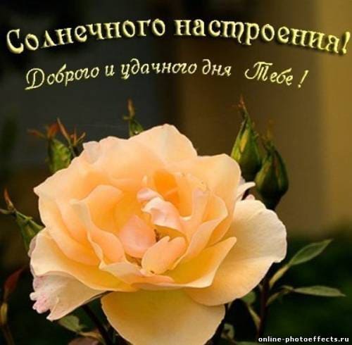 Удачного доброго дня и хорошего настроения: картинки