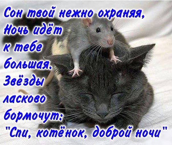 Спокойной ночи: смешные и прикольные картинки
