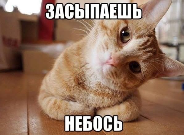 Спокойной ночи: смешные и прикольные картинки