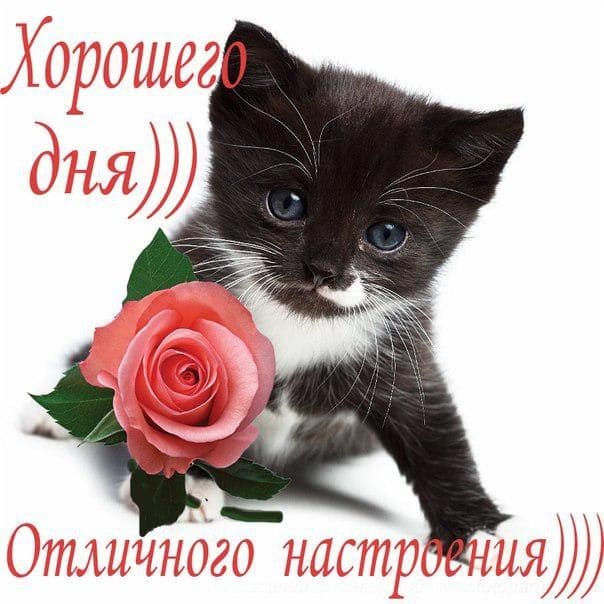 Хорошего дня и отличного настроения – картинки с пожеланиями