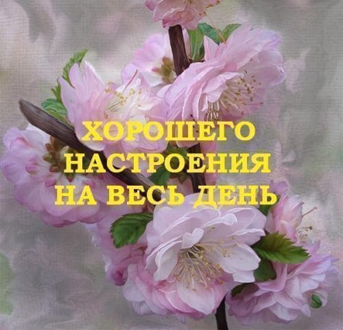Добрый день и хорошего настроения: красивые картинки