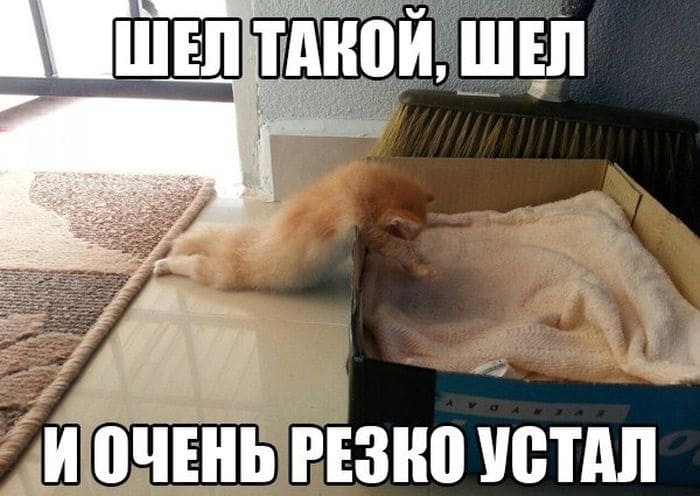 Понедельник - день тяжелый: прикольные картинки