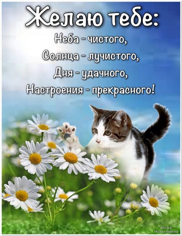 Удачного доброго дня и хорошего настроения: картинки