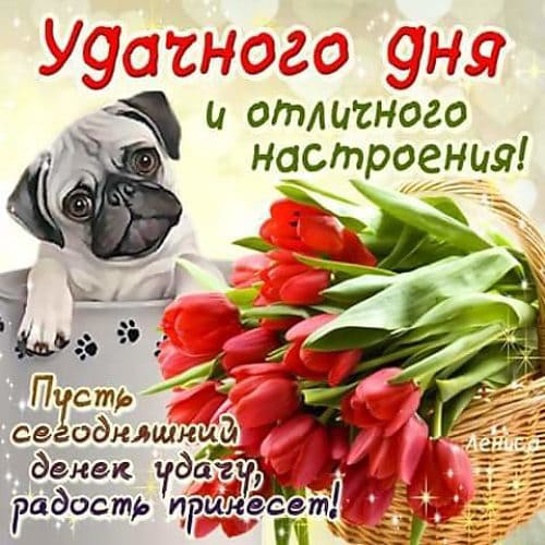 Хорошего дня и отличного настроения – картинки с пожеланиями